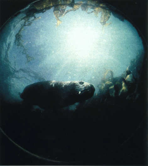 Лососи, бобры, каланы - i_104.jpg