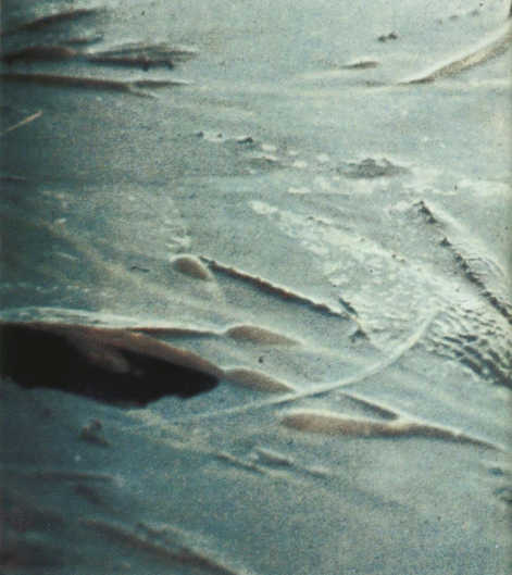 Лососи, бобры, каланы - i_105.jpg