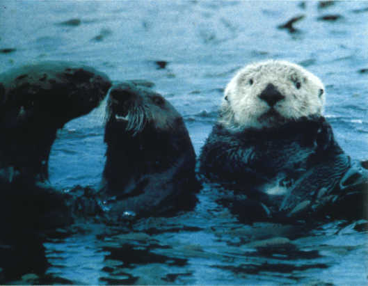 Лососи, бобры, каланы - i_107.jpg