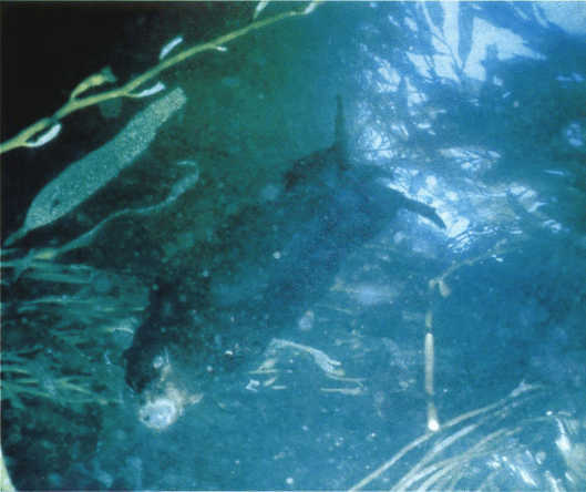 Лососи, бобры, каланы - i_108.jpg