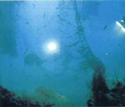 Лососи, бобры, каланы - i_112.jpg