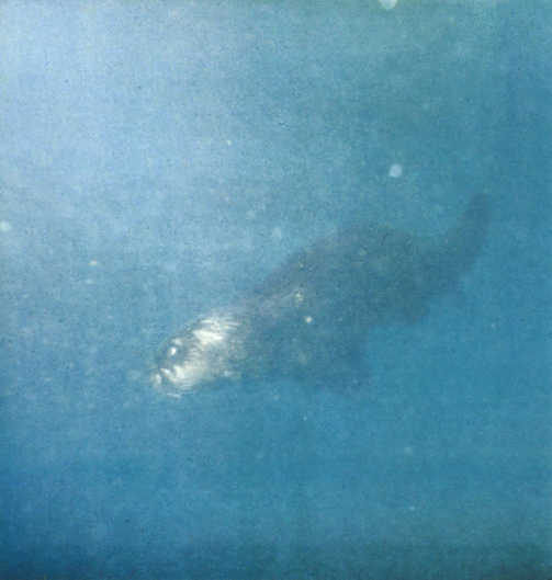 Лососи, бобры, каланы - i_113.jpg