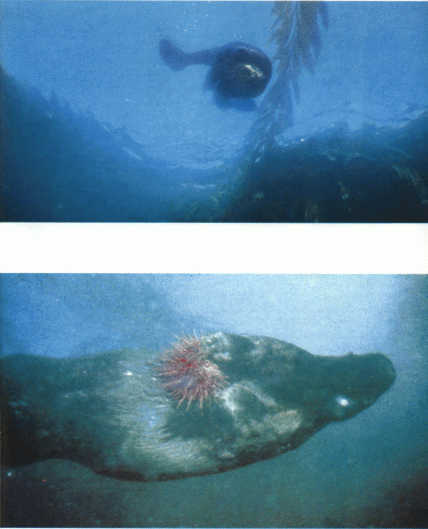 Лососи, бобры, каланы - i_114.jpg