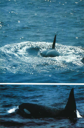 Лососи, бобры, каланы - i_115.jpg