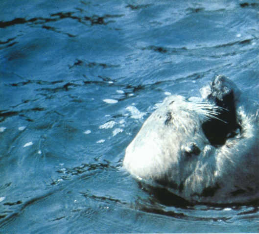 Лососи, бобры, каланы - i_116.jpg