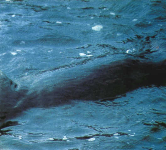 Лососи, бобры, каланы - i_117.jpg