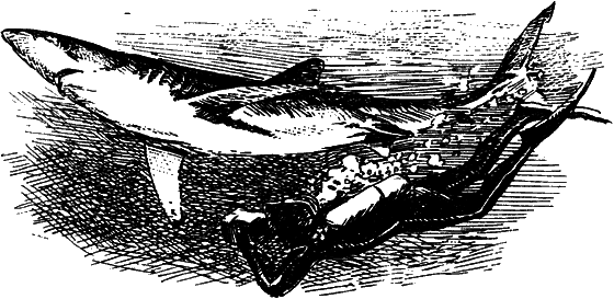 Могучий властелин морей. Чтобы не было в море тайн - i_006.png