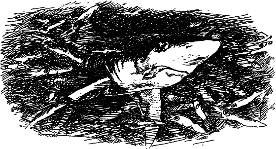 Могучий властелин морей. Чтобы не было в море тайн - i_038.png