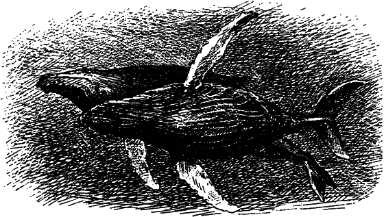 Могучий властелин морей. Чтобы не было в море тайн - i_054.png