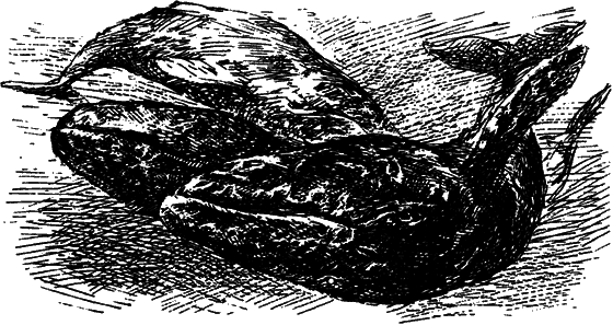 Могучий властелин морей. Чтобы не было в море тайн - i_058.png