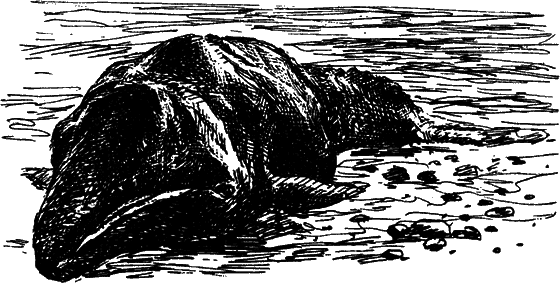 Могучий властелин морей. Чтобы не было в море тайн - i_064.png