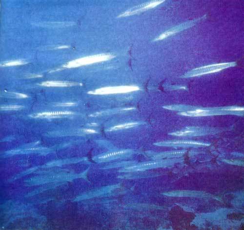 Сюрпризы моря - i_005.jpg