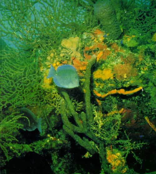 Сюрпризы моря - i_012.jpg