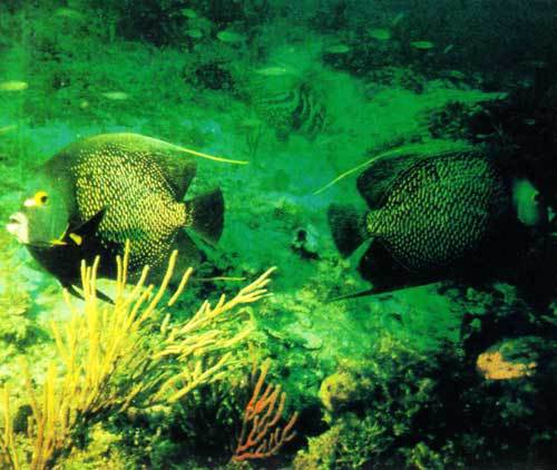 Сюрпризы моря - i_025.jpg