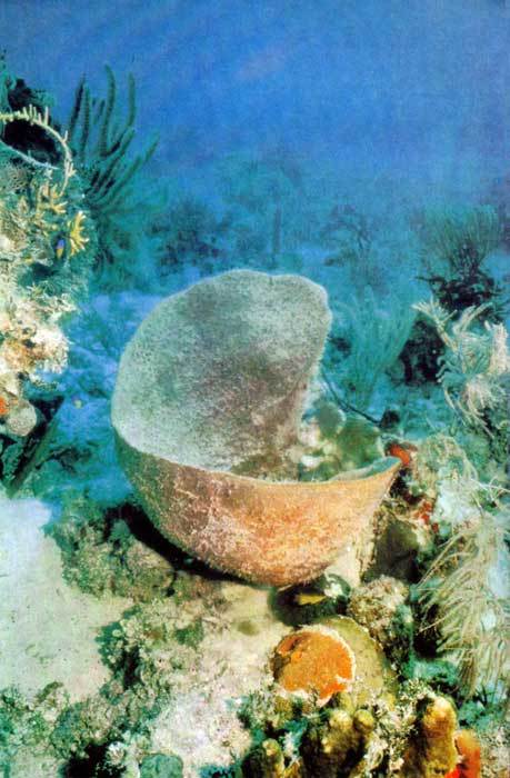 Сюрпризы моря - i_026.jpg