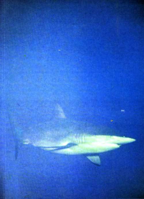 Сюрпризы моря - i_029.jpg