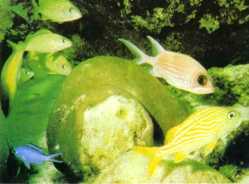 Сюрпризы моря - i_033.jpg