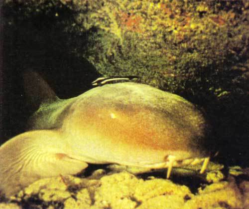 Сюрпризы моря - i_041.jpg