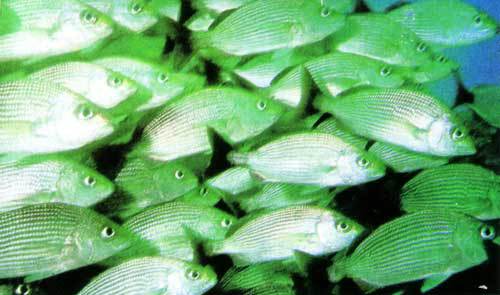 Сюрпризы моря - i_042.jpg