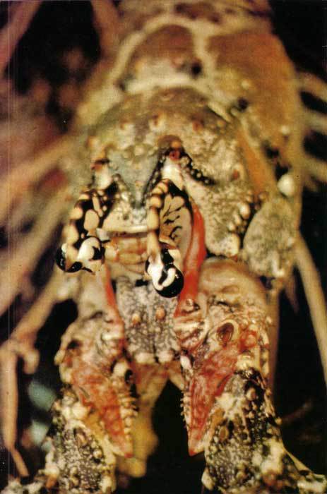 Сюрпризы моря - i_046.jpg