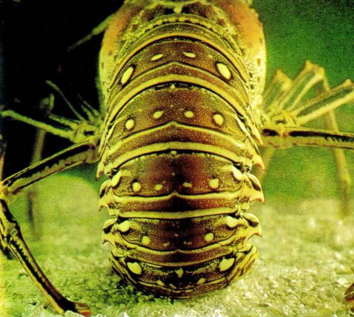 Сюрпризы моря - i_060.jpg