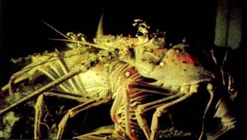 Сюрпризы моря - i_073.jpg