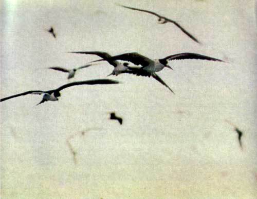 Сюрпризы моря - i_107.jpg