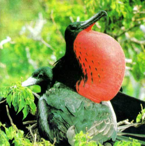 Сюрпризы моря - i_115.jpg