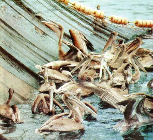 Сюрпризы моря - i_126.jpg