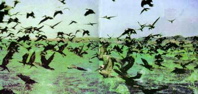 Сюрпризы моря - i_127.jpg