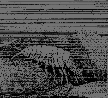 Сюрпризы моря - i_148.png