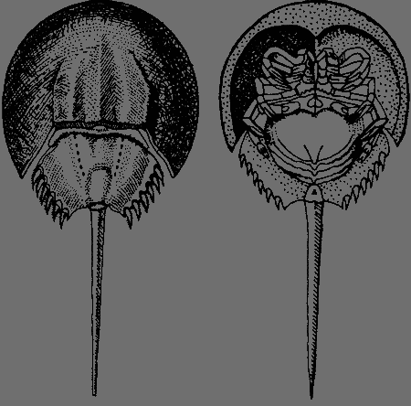 Сюрпризы моря - i_159.png