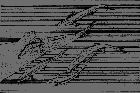 Сюрпризы моря - i_160.png