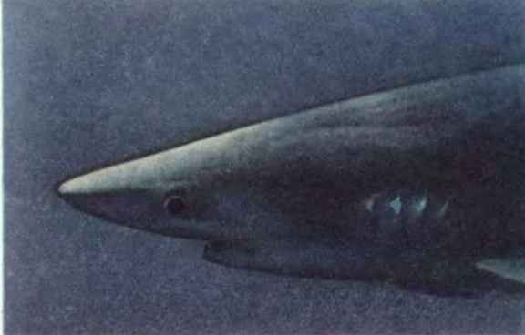 Чтобы не было в море тайн - p0006sel.jpg