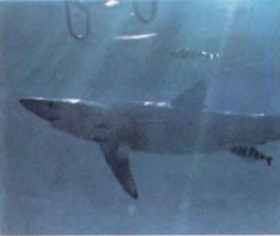 Чтобы не было в море тайн - p0015sel.jpg