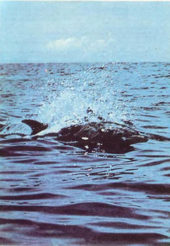 Чтобы не было в море тайн - p0023sel.jpg