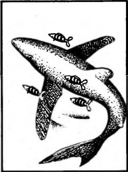 Чтобы не было в море тайн - p0030sel.jpg