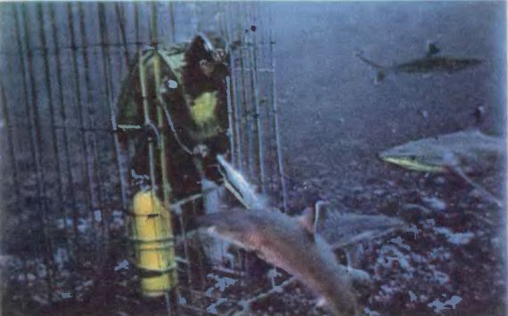 Чтобы не было в море тайн - p0055sel.jpg