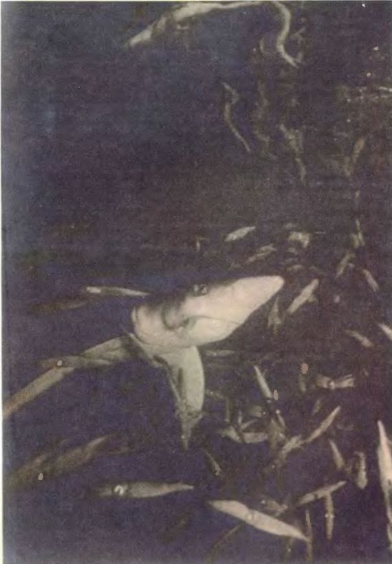 Чтобы не было в море тайн - p0066sel.jpg