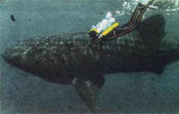 Чтобы не было в море тайн - p0069sel.jpg