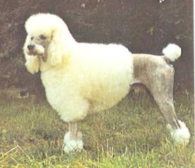 Энциклопедия собаки. Декоративные собаки. - i_002.jpg