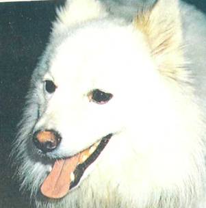 Энциклопедия собаки. Декоративные собаки. - i_007.jpg