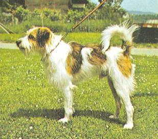 Энциклопедия собаки. Декоративные собаки. - i_009.jpg