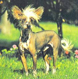 Энциклопедия собаки. Декоративные собаки. - i_022.jpg