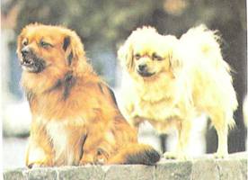 Энциклопедия собаки. Декоративные собаки. - i_027.jpg