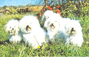 Энциклопедия собаки. Декоративные собаки. - i_040.jpg