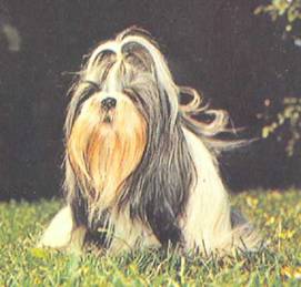 Энциклопедия собаки. Декоративные собаки. - i_050.jpg