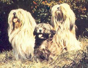 Энциклопедия собаки. Декоративные собаки. - i_051.jpg