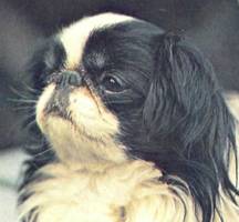 Энциклопедия собаки. Декоративные собаки. - i_052.jpg