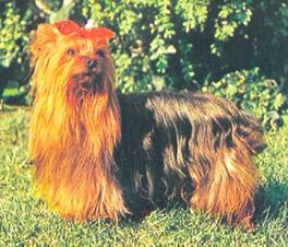 Энциклопедия собаки. Декоративные собаки. - i_054.jpg